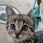 Savannah F-3C BST female