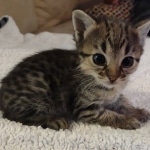 Savannah F-3C BST female