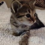 Savannah F-3C BST female