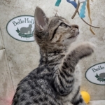 Savannah F-3C BST female