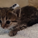 Savannah F-3C BST female