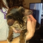 Sisi, Savannah, F-3C BST female DOB 9-12-17