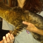 Sisi, Savannah, F-3C BST female DOB 9-12-17