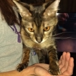 Sisi, Savannah, F-3C BST female DOB 9-12-17