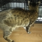 Sisi, Savannah, F-3C BST female DOB 9-12-17