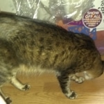 Sisi, Savannah, F-3C BST female DOB 9-12-17