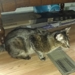 Sisi, Savannah, F-3C BST female DOB 9-12-17