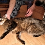 Sisi, Savannah, F-3C BST female DOB 9-12-17