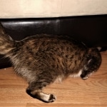 Sisi, Savannah, F-3C BST female DOB 9-12-17