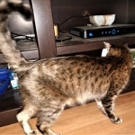 Sisi, Savannah, F-3C BST female DOB 9-12-17