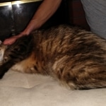 Sisi, Savannah, F-3C BST female DOB 9-12-17