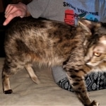 Sisi, Savannah, F-3C BST female DOB 9-12-17