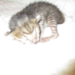 Savannah, F-3C BST female DOB 9-12-17