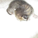 Savannah, F-3C BST female DOB 9-12-17