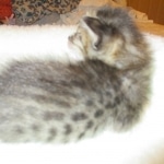 Savannah, F-3C BST female DOB 9-12-17