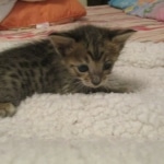 Savannah, F-3C BST female DOB 9-12-17