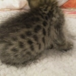 Savannah, F-3C BST female DOB 9-12-17