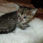 Savannah, F-3C BST female DOB 9-12-17