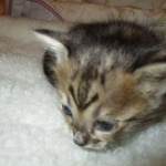 Savannah, F-3C BST female DOB 9-12-17