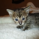 Savannah, F-3C BST female DOB 9-12-17