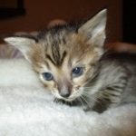 Savannah, F-3C BST female DOB 9-12-17