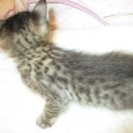 Savannah, F-3C BST female DOB 9-12-17