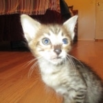 Savannah, F-3C BST female DOB 9-12-17