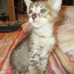 Savannah, F-3C BST female DOB 9-12-17