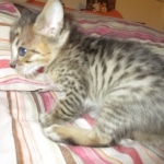 Savannah, F-3C BST female DOB 9-12-17