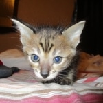 Savannah, F-3C BST female DOB 9-12-17