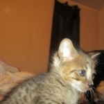 Savannah, F-3C BST female DOB 9-12-17