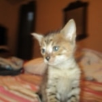 Savannah, F-3C BST female DOB 9-12-17