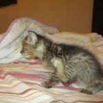 Savannah, F-3C BST female DOB 9-12-17