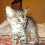 Savannah, F-3C BST female DOB 9-12-17