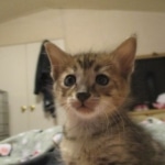 Savannah, F-3C BST female DOB 9-12-17