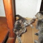 Savannah, F-3C BST female DOB 9-12-17