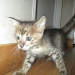 Savannah, F-3C BST female DOB 9-12-17