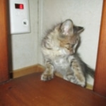 Savannah, F-3C BST female DOB 9-12-17