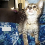 Savannah, F-3C BST female DOB 9-12-17