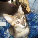 Savannah, F-3C BST female DOB 9-12-17