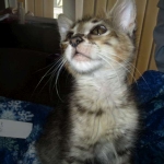 Savannah, F-3C BST female DOB 9-12-17