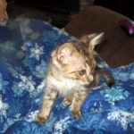 Savannah, F-3C BST female DOB 9-12-17