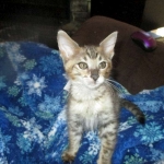 Savannah, F-3C BST female DOB 9-12-17