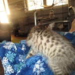 Savannah, F-3C BST female DOB 9-12-17