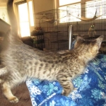 Savannah, F-3C BST female DOB 9-12-17