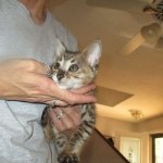 Savannah, F-3C BST female DOB 9-12-17