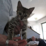 Savannah, F-3C BST female DOB 9-12-17