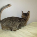 Savannah, F-3C BST female DOB 9-12-17