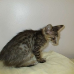 Savannah, F-3C BST female DOB 9-12-17