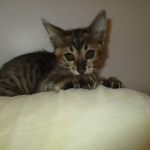 Savannah, F-3C BST female DOB 9-12-17